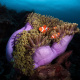 Clownfish
