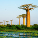 Grandidier's baobab