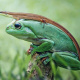 Long-tailed grass lizard