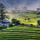 Punakha