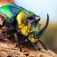 Rainbow scarab