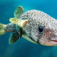 Porcupinefish
