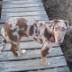 Catahoula Leopard Dog