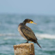 Great cormorant