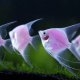 GloFish