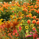 Fall Flowers
