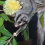 Banksia