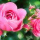 Pink Flower