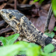 Black spiny-tailed iguana