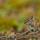 Least chipmunk
