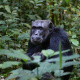 Kibale Forest