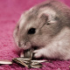 Djungarian hamster