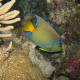 Staghorn coral