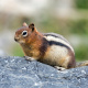 Golden-mantled ground squirrel