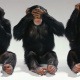 Three Wise Monkeys