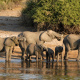 Chobe River
