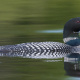 Common Loon