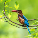 White-throated Kingfisher