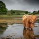 Highland cattle