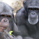 Monkey World