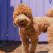 Goldendoodle