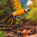 Macaw