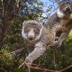 Mongoose lemur