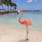 Flamingo Beach