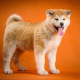 Akita Inu