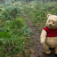 Hundred Acre Wood