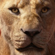 Nala