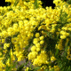 Acacia dealbata