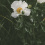 Matilija poppy