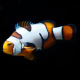 Picasso Percula Clownfish