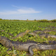 Yacare caiman