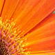 Gerbera