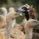 Cinereous vulture