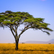 Serengeti