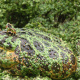 Argentine horned frog