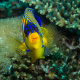 Regal angelfish