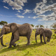 Maasai Mara