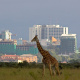 Masai giraffe