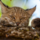 Iberian lynx