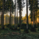 Pine Forest