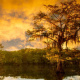Bald cypress