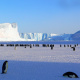 Emperor penguin