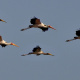Yellow-billed Stork