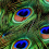 Indian Peafowl