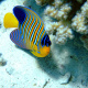 Royal angelfish