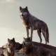 Seeonee wolf pack